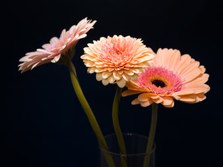 Gerbera is a genus of plants in the basket flower family. The genus contains about 20 wild-growing...