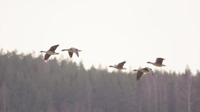 TELEPHOTO, flock of migrating geese flying above a forest in Sweden, slow motion