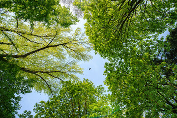 Branches with green leaves against the sky background