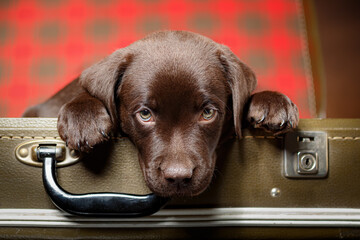 Close up portrait of chocolate labrador retriever puppy sitting in vintage suitcase and look sadly...
