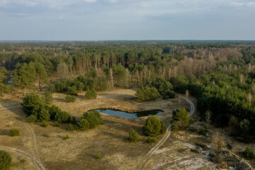Aerial drone view of deforestation of a pine forest. Ecology concept change tree forest drought and...
