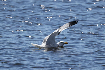 Seagull pulling entrails out of still living fish in lake on bright spring day, gruesome