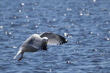 Seagull pulling entrails out of still living fish in lake on bright spring day, gruesome