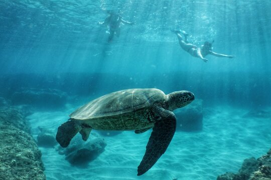 Swimming with Green Sea Turtles in Hawaii 