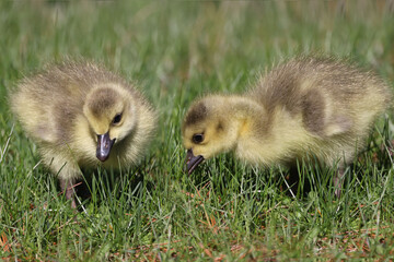 Baby Canada Geese in grass grazing on a beautiful spring day in deep grass