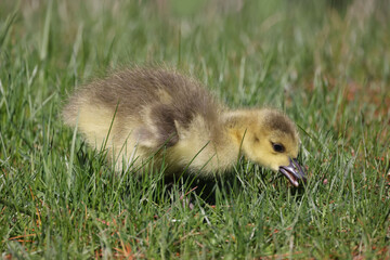 Baby Canada Geese in grass grazing on a beautiful spring day in deep grass