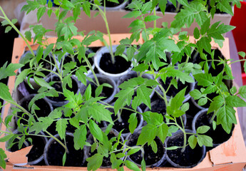 green seedlings of tomatoes at home, each sprout is planted in a separate cup