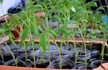 green seedlings of tomatoes at home, each sprout is planted in a separate cup