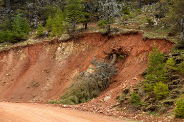 Tree uprooted by a landslide at the edge of the forest