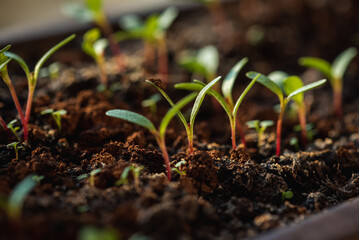 Close up of a young plant in a pot in the morning warm sunlight. Selective focus. The concept of young plants
