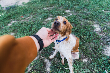 Perro blanco y marrón tipo cazador jugando en la hierba