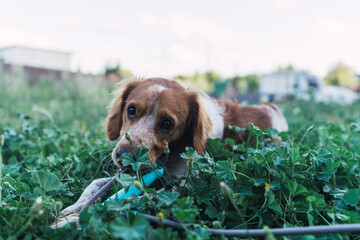 Perro de caza jugando con cuerda de saltar a la comba en un terreno 