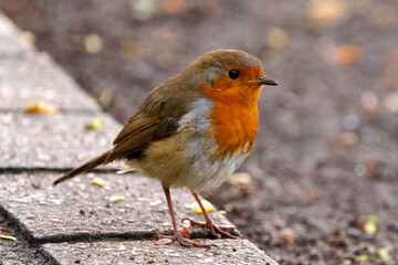 A robin redbreast scurries for food