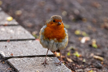 A robin redbreast scurries for food