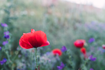 Amapolas creciendo en entorno salvaje