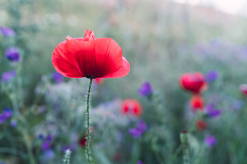 Fototapeta premium Amapolas creciendo en entorno salvaje