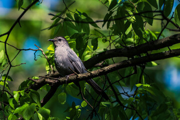 Fototapeta premium blackbird on a branch