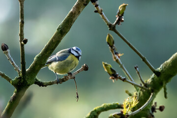 A Eurasian blue tit sits perched in a tree