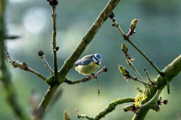 A Eurasian blue tit sits perched in a tree