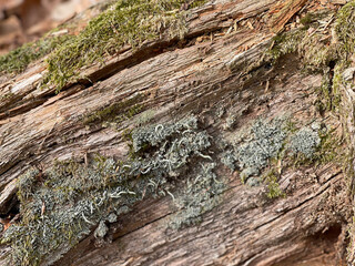 bark of a tree