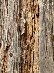 bark of a tree