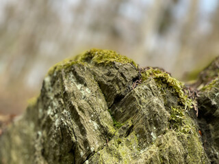 moss on stone