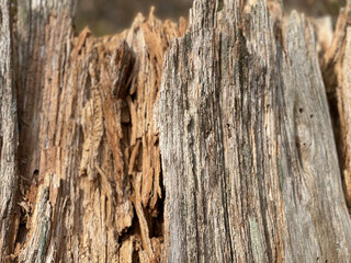 old wood texture