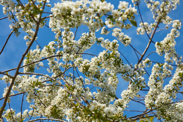 Weiße Blüten an einem Kirschbaum im Frühling.