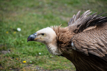 Portrait of a griffon vulture Gyps fulvus