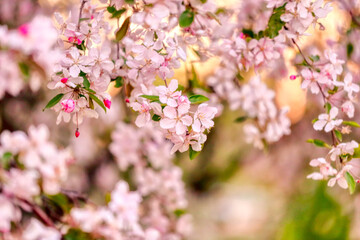 Flower spring background. Romantic floral background. Internet springtime banner. Space for text