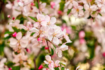 Flower spring background. Romantic floral background. Internet springtime banner