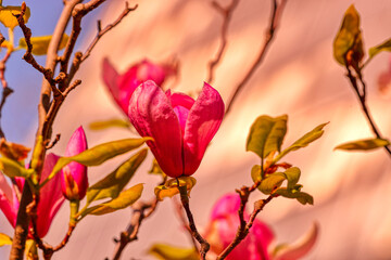 Magnolia Tulip Tree on blue sky background. Magnolia pink flowers on flowering magnolia tree background