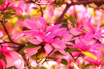 Blooming magnolia soulangeana flowers on a tulip tree in spring. Romantic floral background. Internet springtime banner
