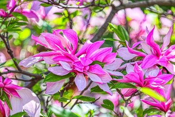 Magnolia soulangeana close-up on pastel bokeh blue sky and pink background, internet springtime banner

