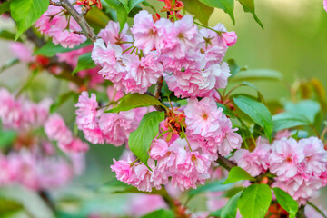 Blooming sakura flowers on a sakura tree in spring. Romantic floral background. Internet springtime banner
