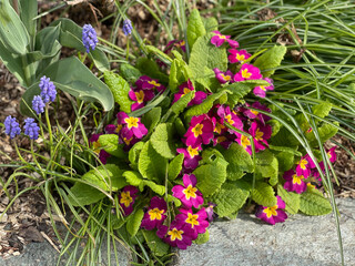 flowers in the garden