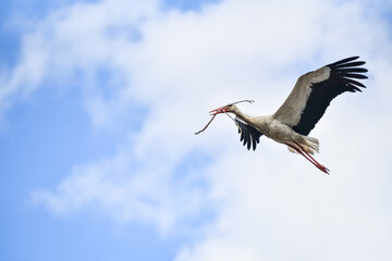 Stork repairing its nest