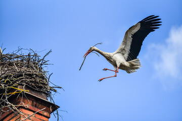 Stork repairing its nest