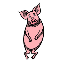Hand drawing standing pig color vector illustration