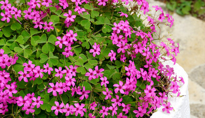 Decorative lucky leaf plant with cute tiny pinkish flowers in the home yard
