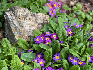 yellow and purple flowers