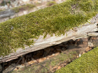 moss on tree trunk