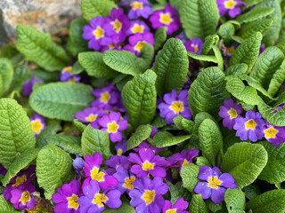 purple and yellow flowers