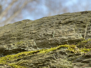 moss on the rock