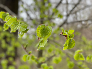 green leaves on a branch