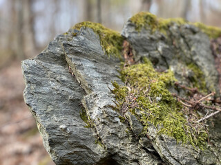 moss on rock