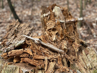 stump in the forest