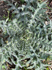 distel