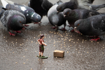 Fototapeta premium Don't be indifferent. Feed the pigeons