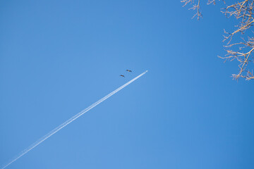 A large airliner flies in the air. There are white clouds and a trail behind the plane in the blue sky. Two wild geese are flying around.